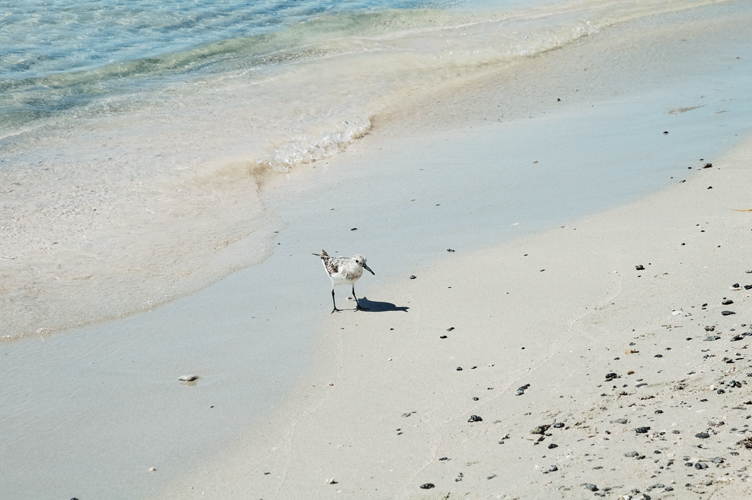 ../Images/A_baby_bird.Yellow-legged Gull.jpg